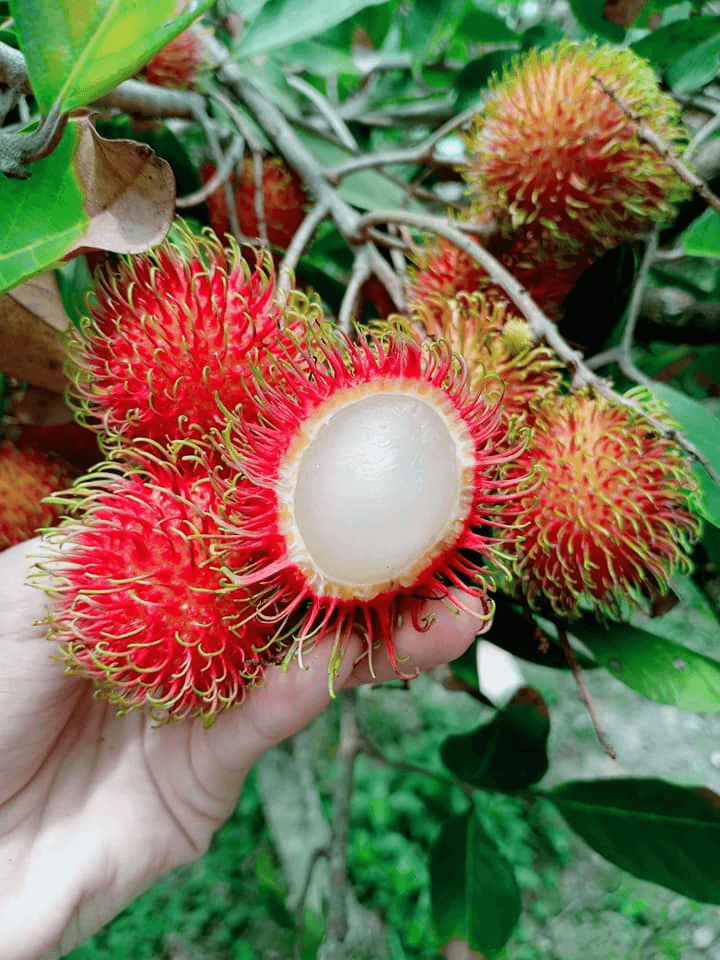 Du lịch trải nghiệm ở Vĩnh Long để hòa mình vào cuộc sống bình dị